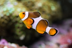 Clownfish-20