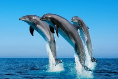 Dolphin-1