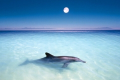 Dolphin-13