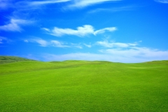 backgroundgrass
