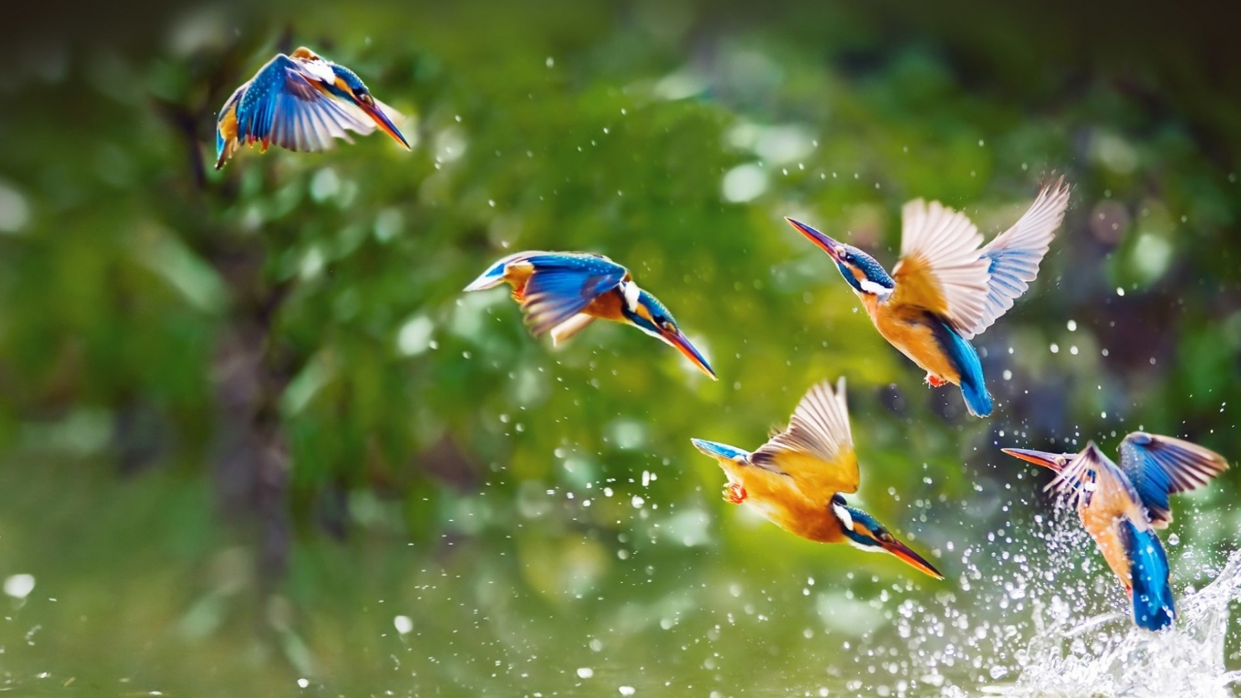 Kingfisher HD Wallpapers and Background Images – YL Computing