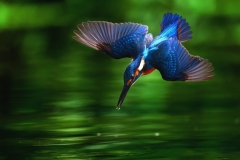 Kingfisher-1