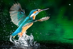Kingfisher-6