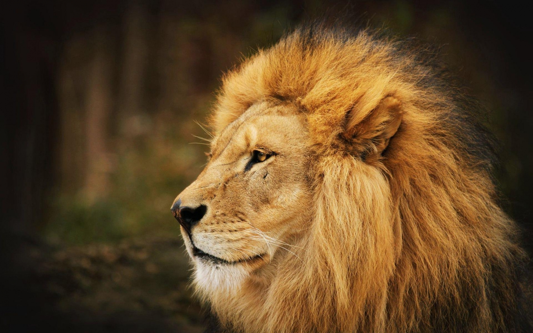 Lion HD Wallpapers | Background Images - YL Computing