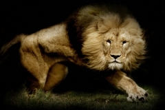 Lion-5