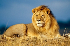 Lion-7