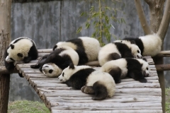 Panda-11