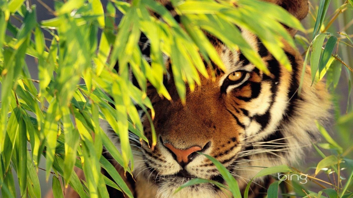 King of the Forest Tiger HD Desktop, Tablet, Mobile Wallpapers – YL  Computing