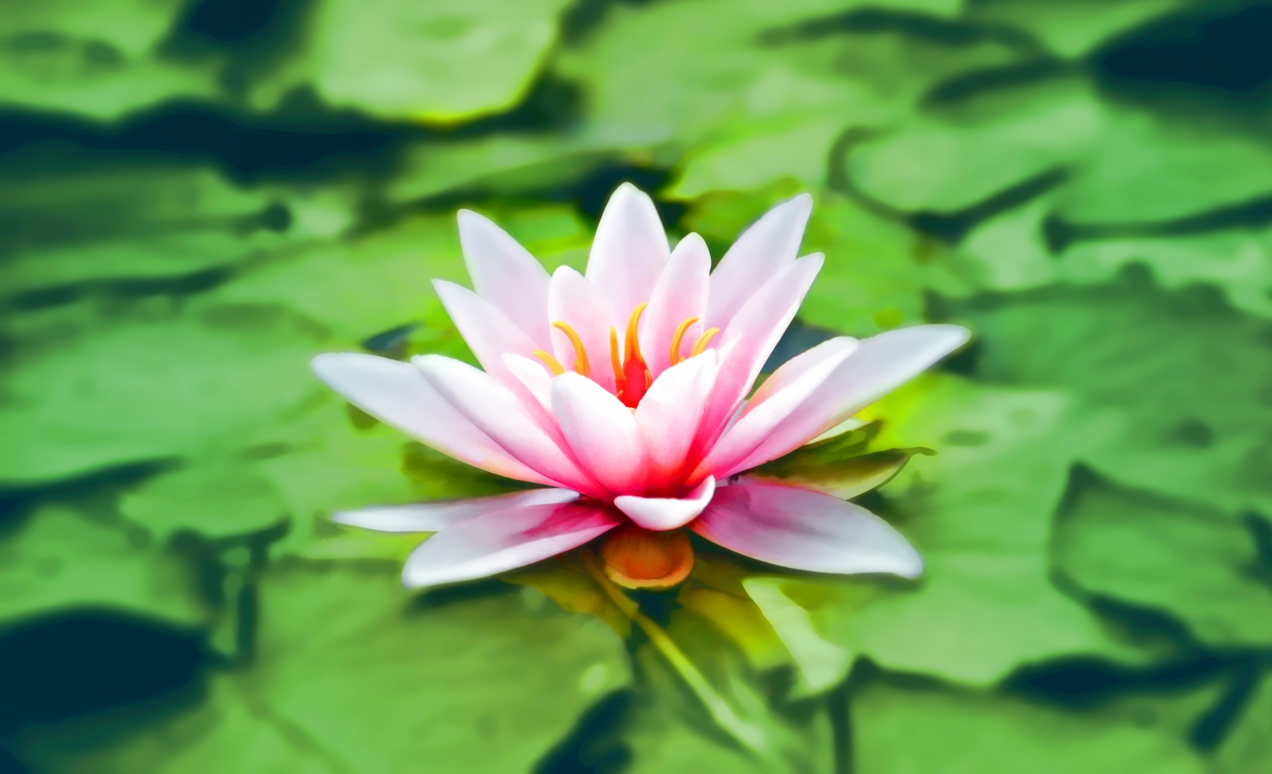 Water Lily HD Wallpapers and Background Images – YL Computing