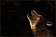 Wolf-12