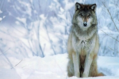 Wolf-18