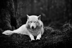 Wolf-9