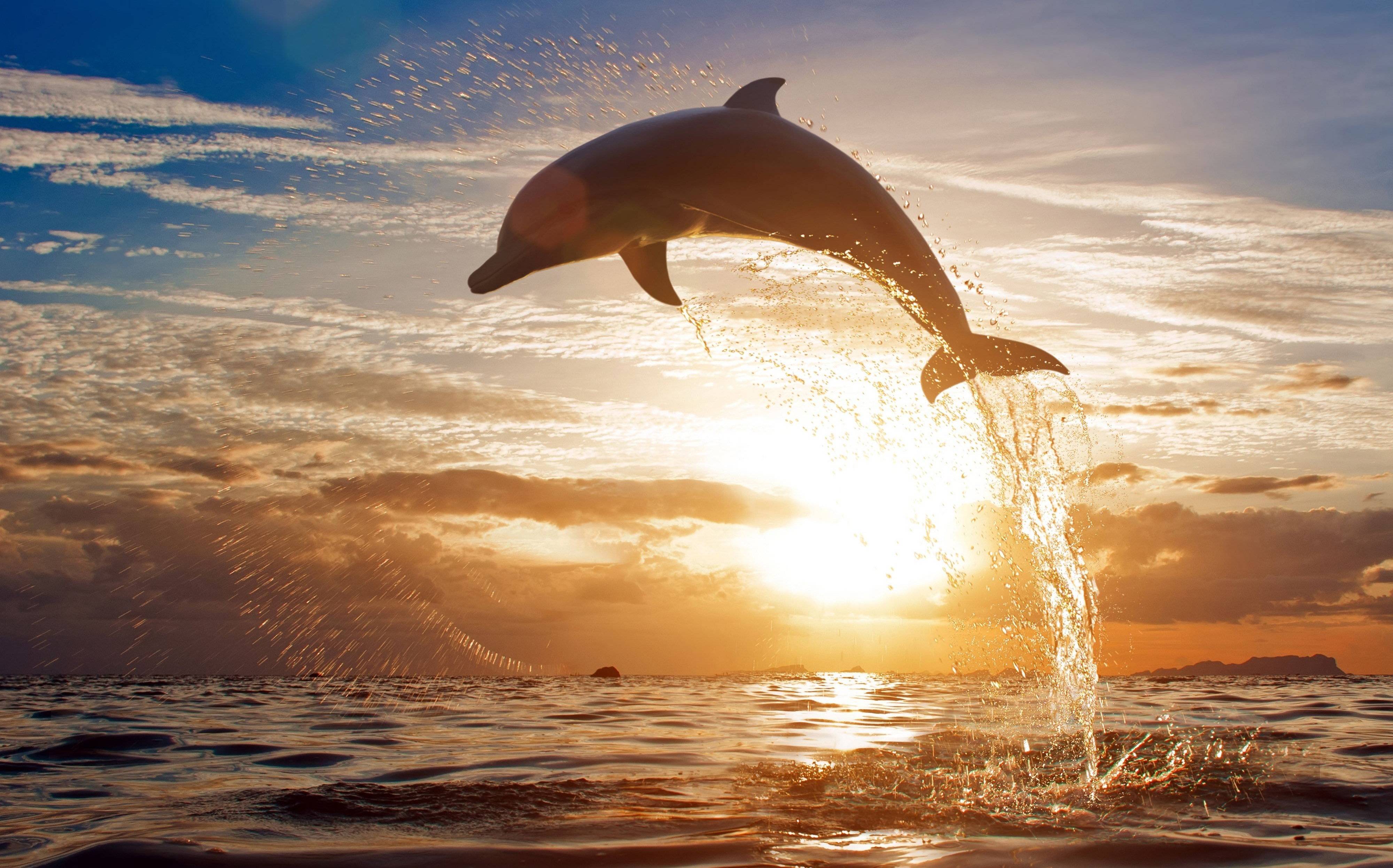 Smartest Animal Dolphin HD Desktop Wallpaper Collection – YL Computing
