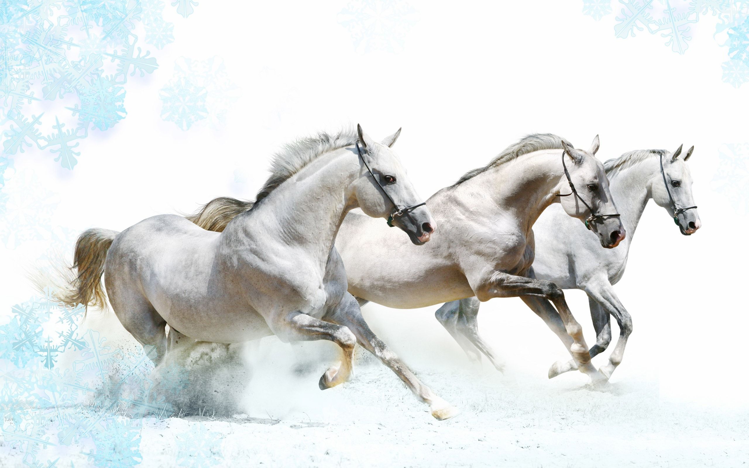 Horses Wallpapers | HD Background Images | Photos | Pictures – YL Computing