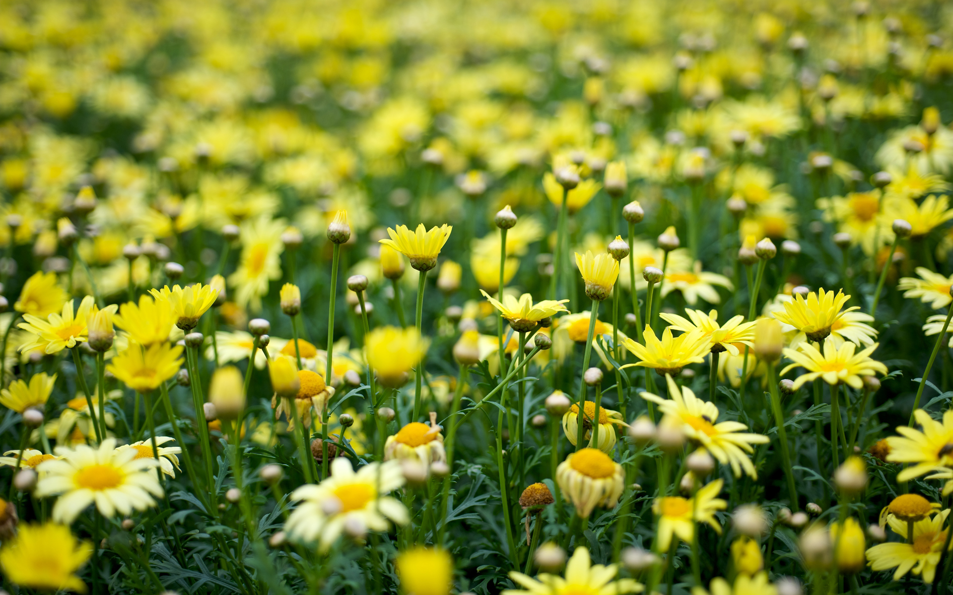 Download Aesthetic Spring Flowers Wallpapers | HD Background Images ...