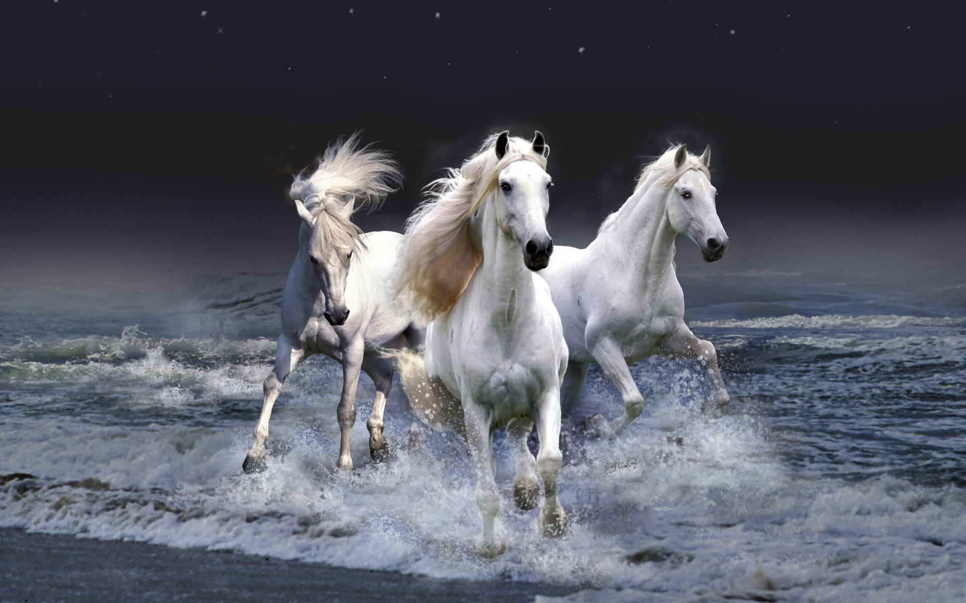 Hevoset Taustakuvat | HD-taustakuvat | Valokuvat | Kuvat – YL Computing