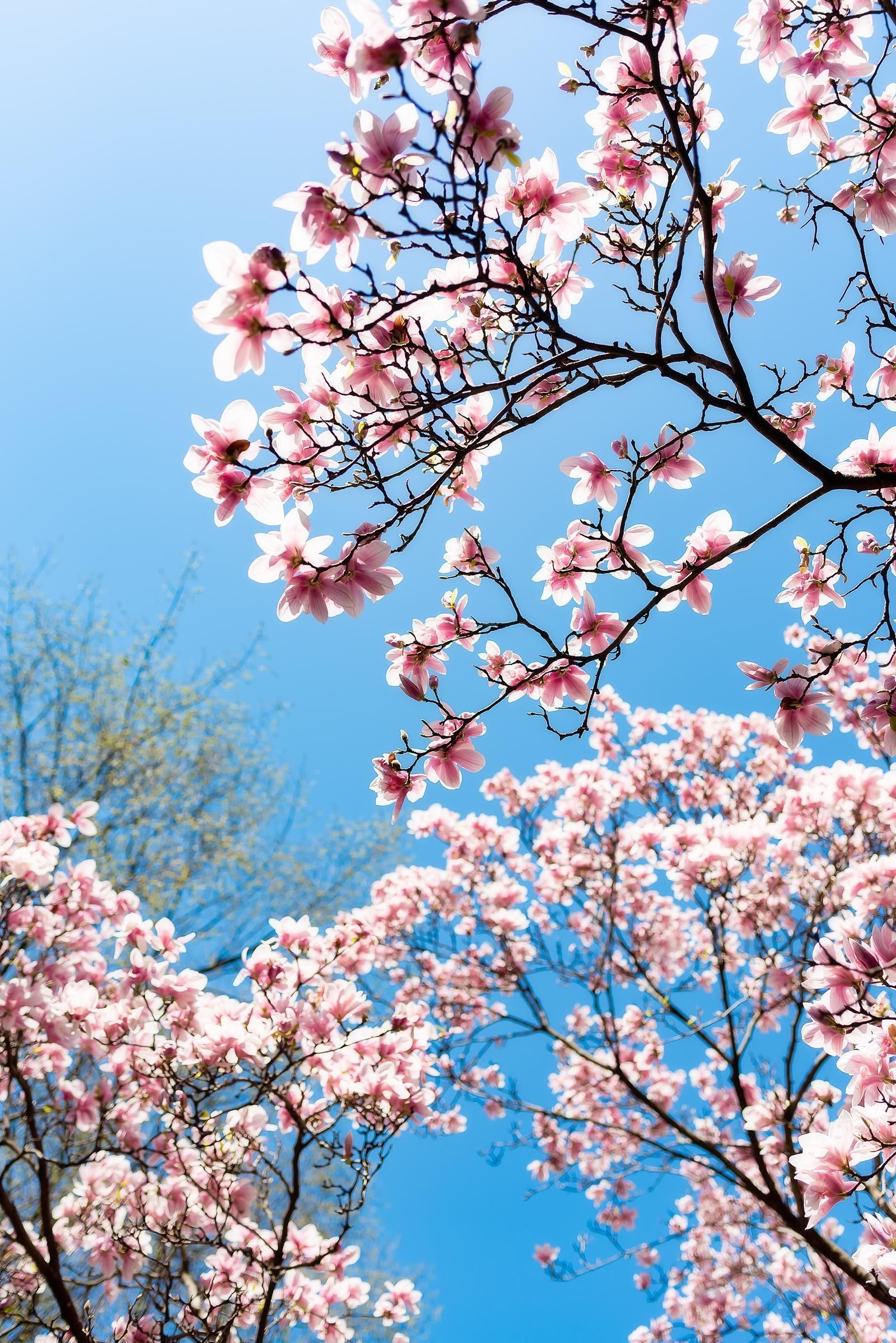 Aesthetic Spring Flowers Wallpapers | HD Background Images | Photos |  Pictures – YL Computing