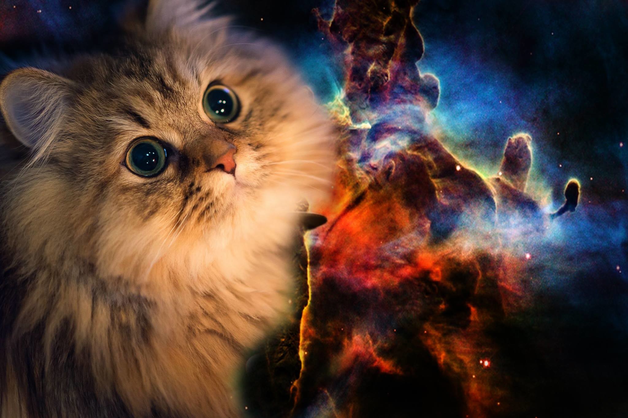 Tom Maierle  Space catwallpaper