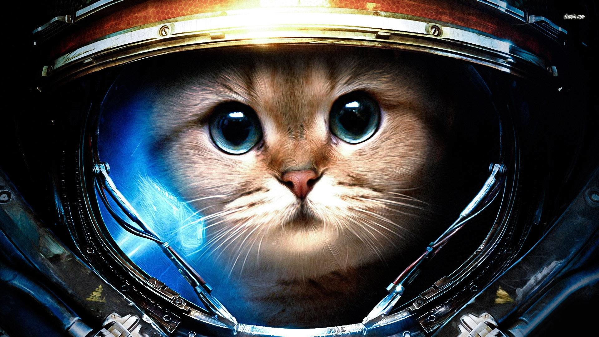 Space Cat Wallpaper | Backgrounds | Photos | Images | Pictures – YL  Computing