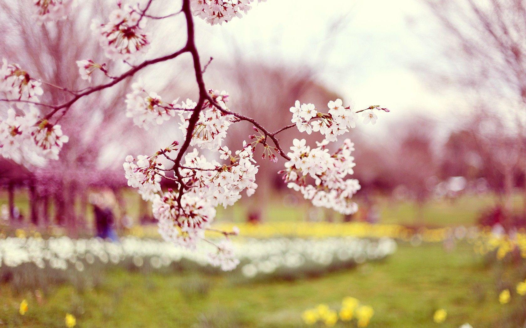 Spring Season Wallpapers | HD Background Images | Photos | Pictures – YL  Computing