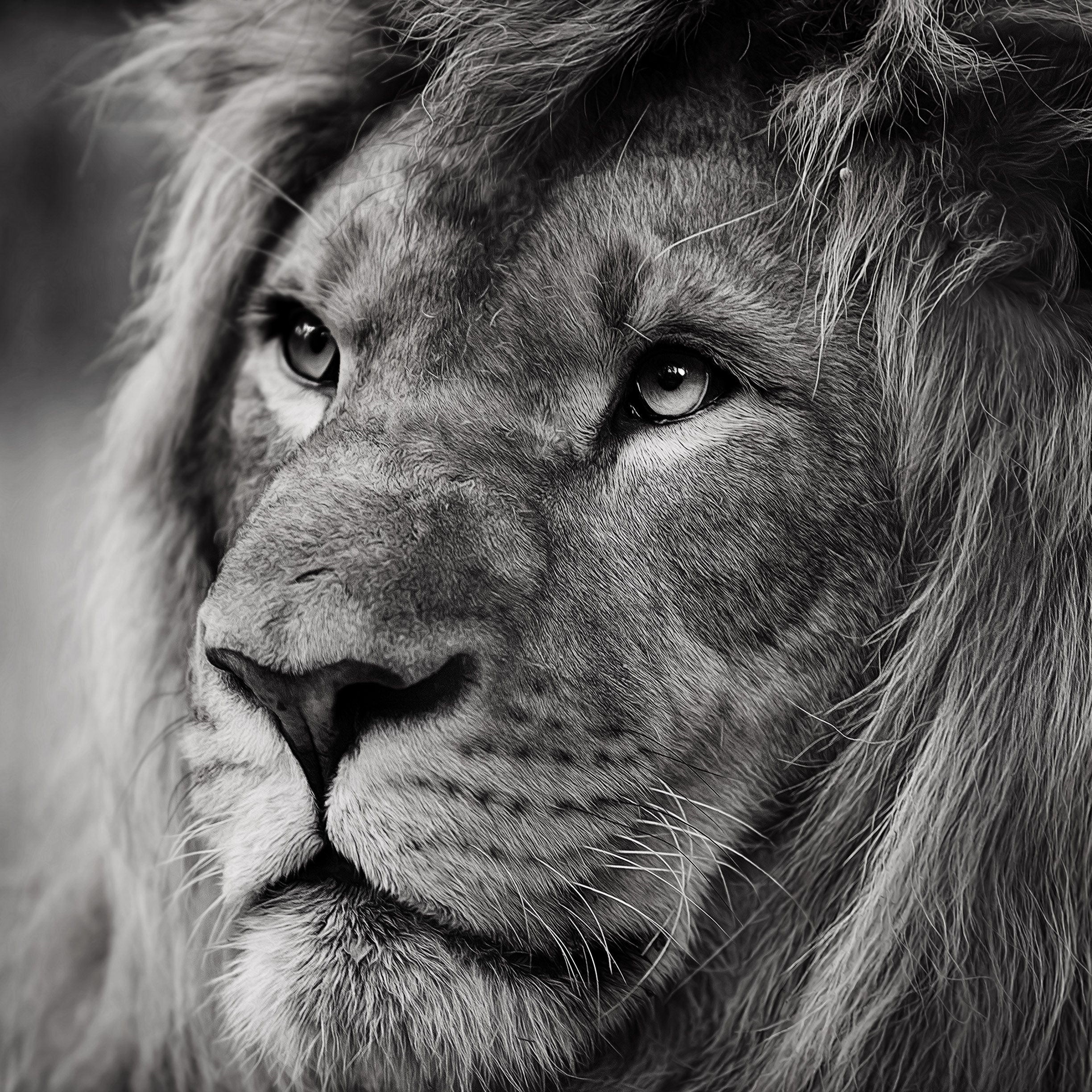 Cool Lion Wallpapers | HD Background Images | Photos | Pictures | YL ...