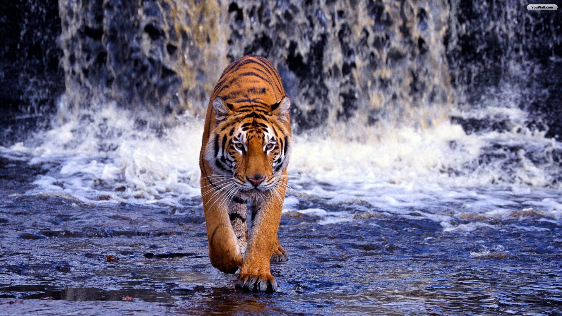 Tiger Wallpapers | HD Background Images | Photos | Pictures – YL Computing