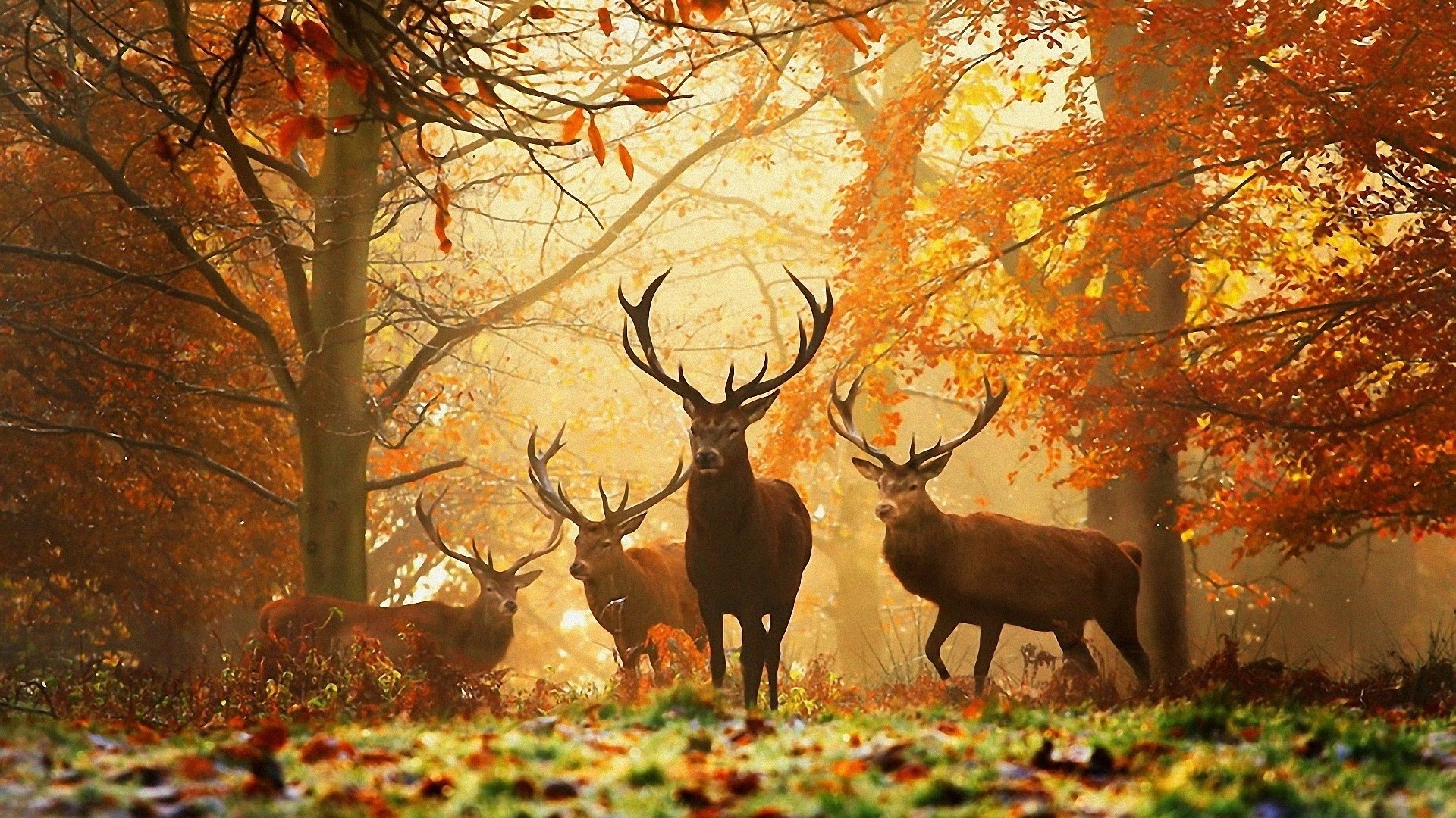 1920×1080 HD Autumn Wallpapers | Backgrounds | Photos | Images | Pictures –  YL Computing