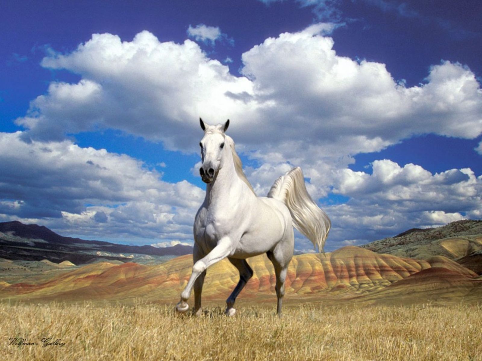 Hevoset Taustakuvat | HD-taustakuvat | Valokuvat | Kuvat – YL Computing