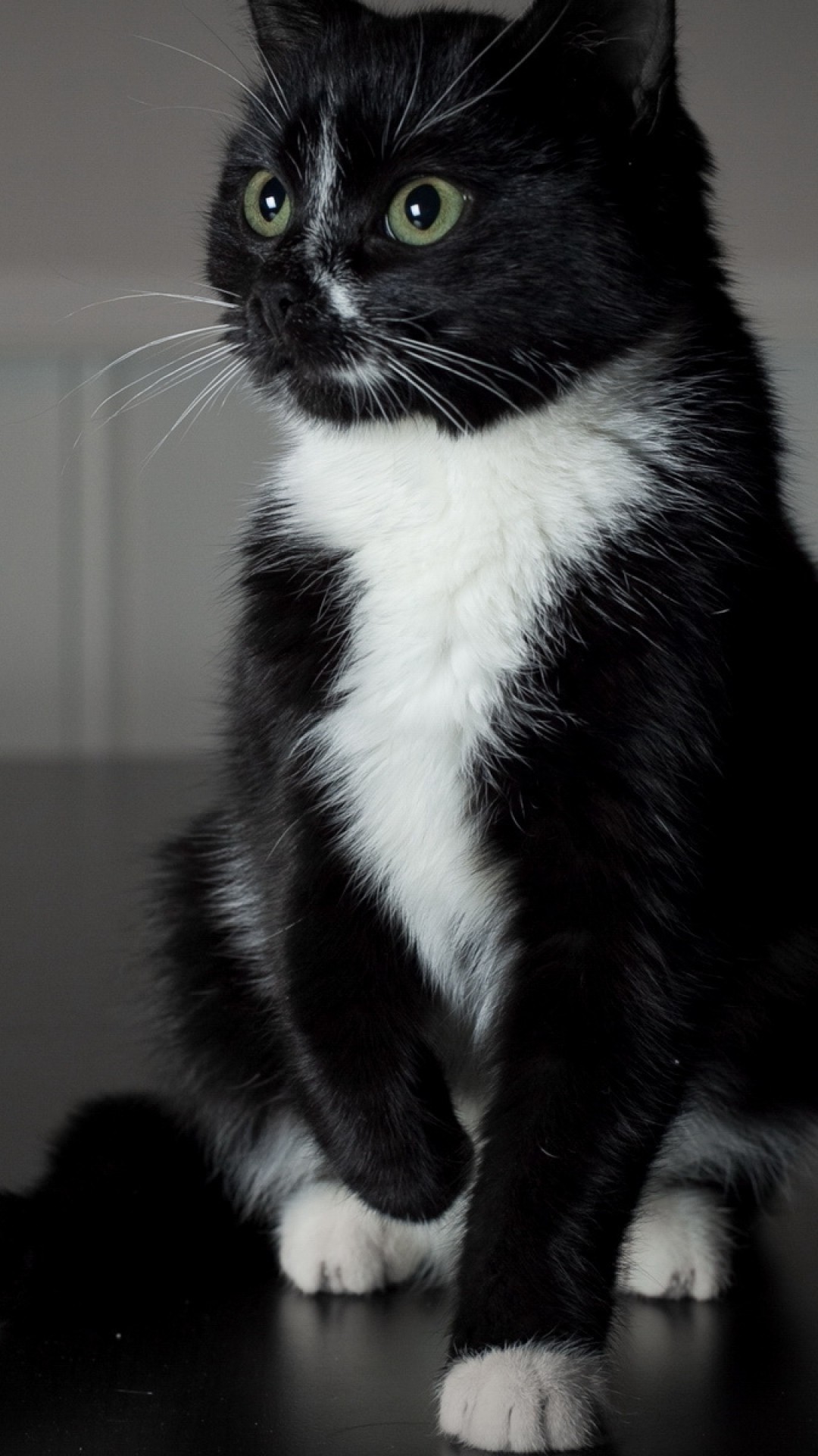 Котята с белыми лапками. Сибирская биколор короткошерстная. Американская короткошёрстная кошка черно белая. Сибирская кошка биколор. Американская короткошёрстная кошка черная.