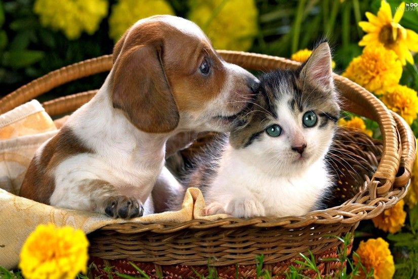 Cat and Dog Wallpaper | Backgrounds | Photos | Images | Pictures – YL  Computing