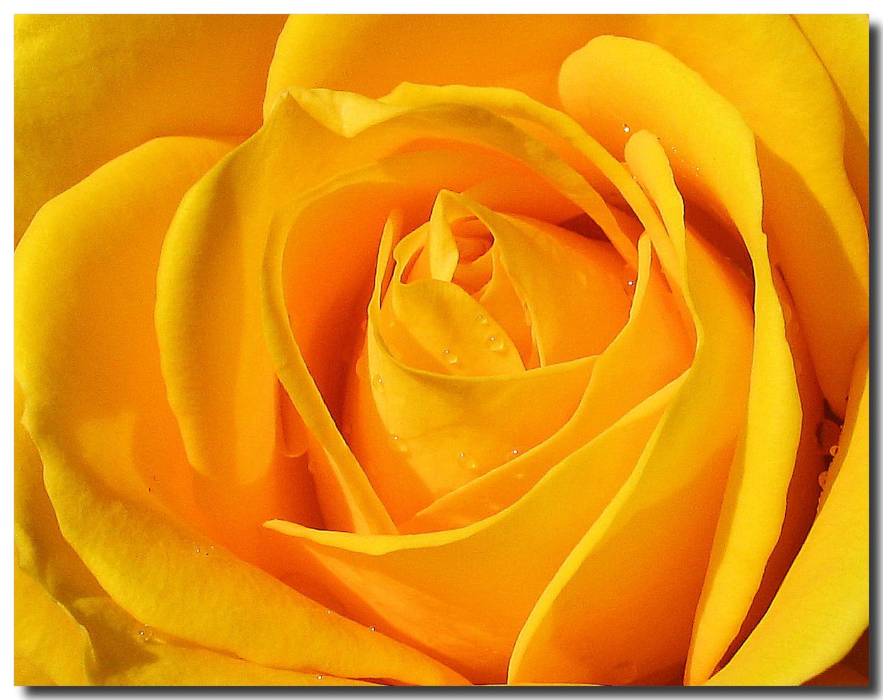 Yellow Flowers Wallpapers | HD Background Images | Photos | Pictures ...