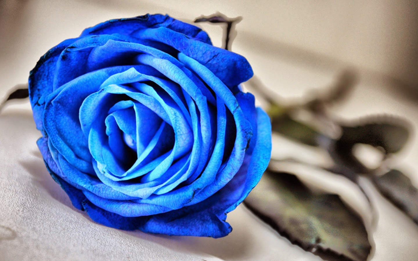 Синие цветы на языке цветов. Синяя Розочка.