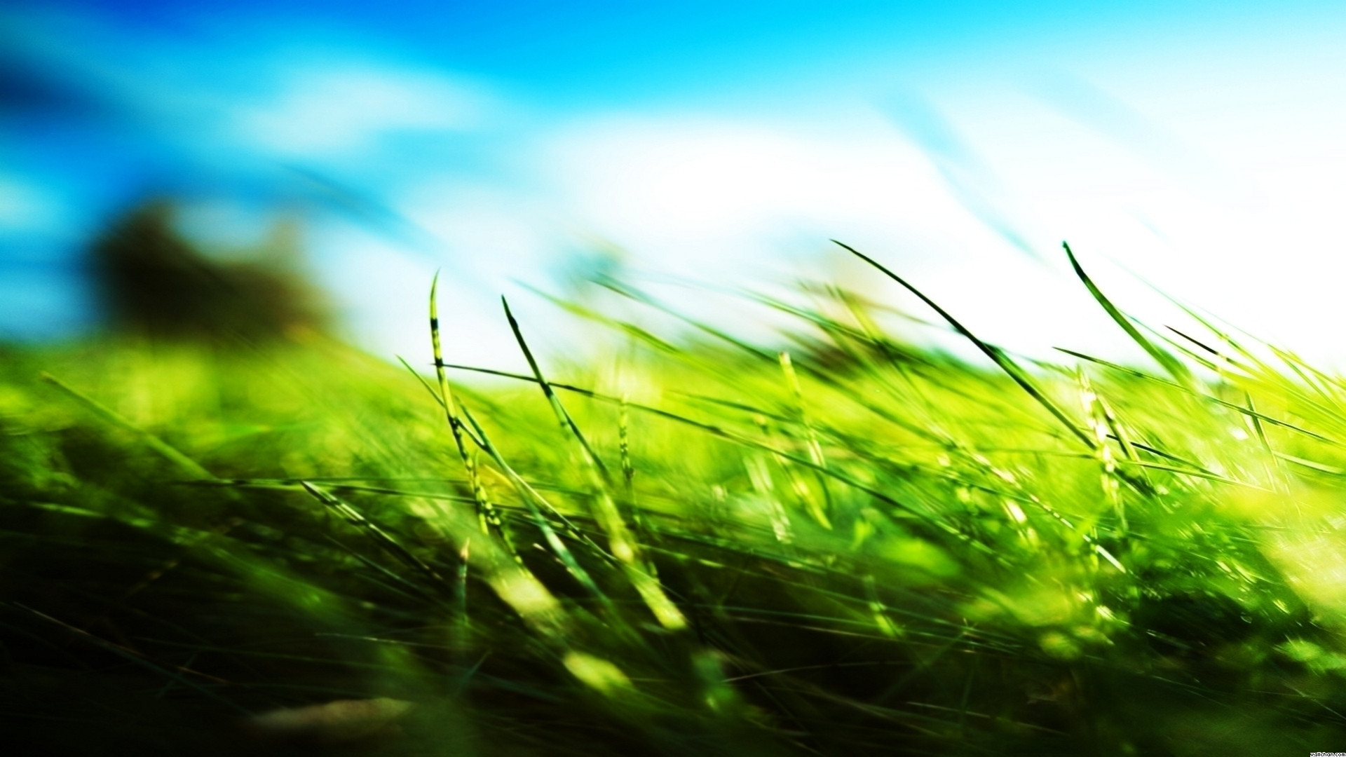 Песня голубое небо зеленая трава. Зеленая трава. Трава и небо. Зеленая природа. Зеленая трава природа.