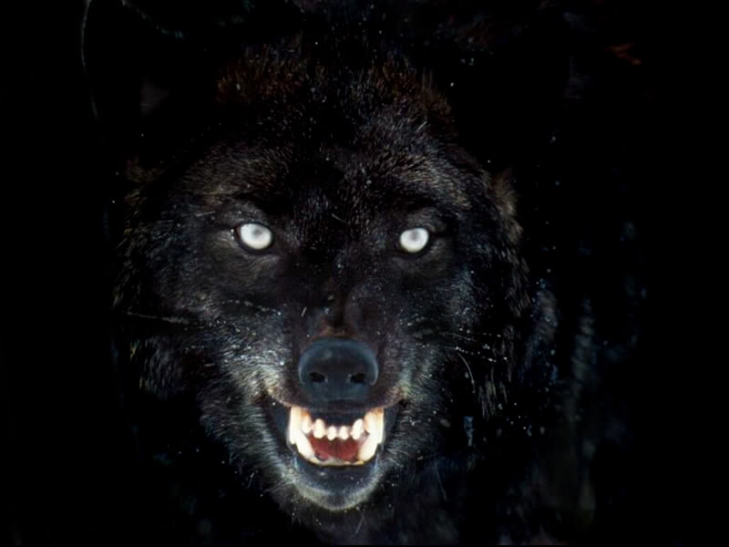 Animal theme  scary beast black wolf wallpaper APK for Android Download