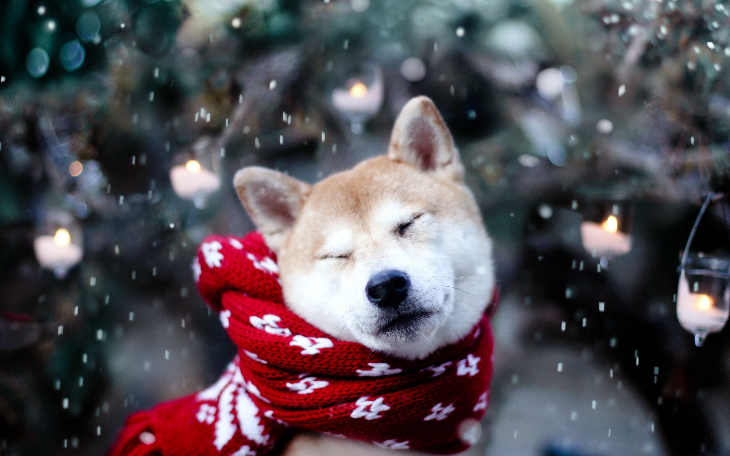 Cute Winter Animal Wallpaper | Backgrounds | Photos | Images | Pictures –  YL Computing
