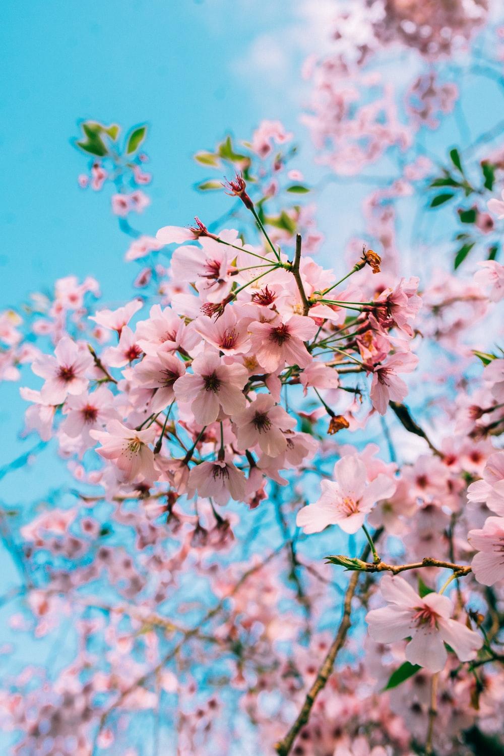 Aesthetic Spring Flowers Wallpapers | HD Background Images | Photos ...