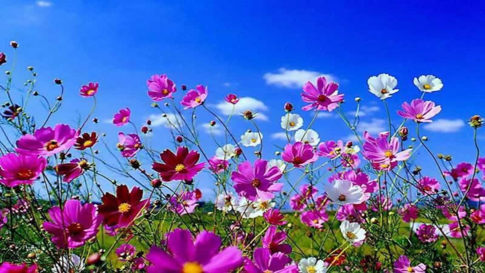 Aesthetic Spring Flowers Wallpapers Hd Background Images Photos Pictures Yl Computing
