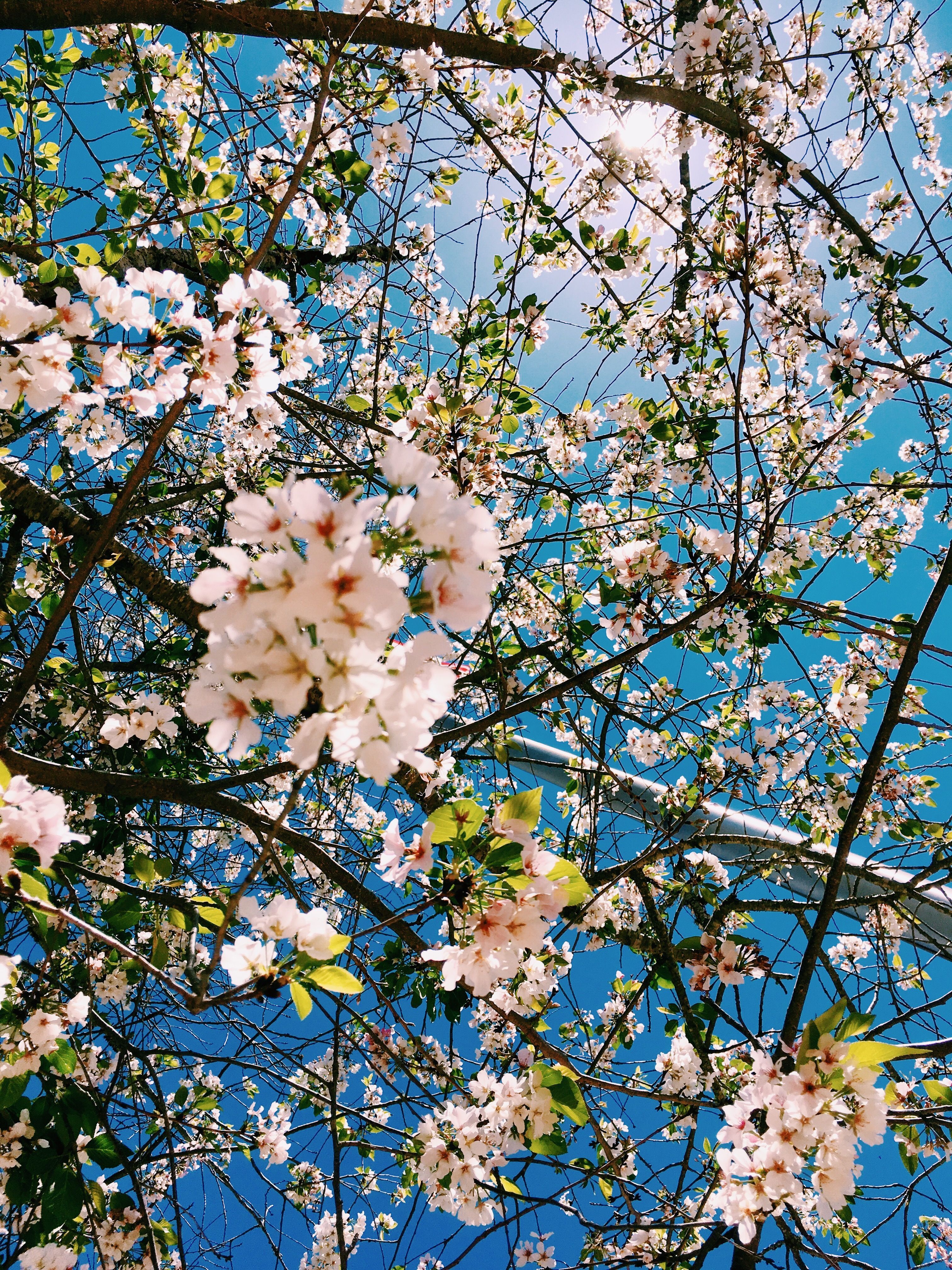Aesthetic Spring Flowers Wallpapers | HD Background Images ...