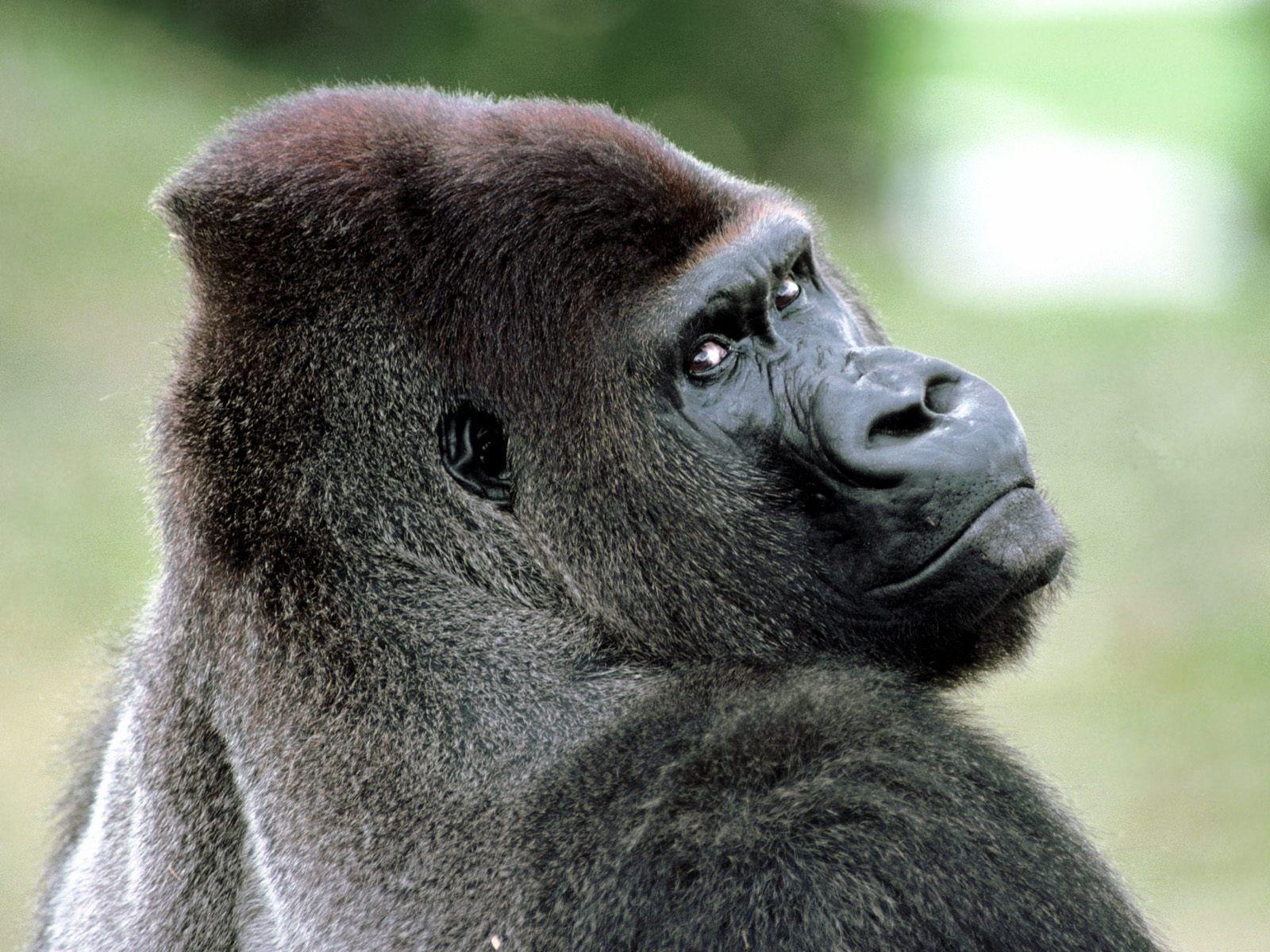 Gorilla Background Images And Wallpapers Yl Computing