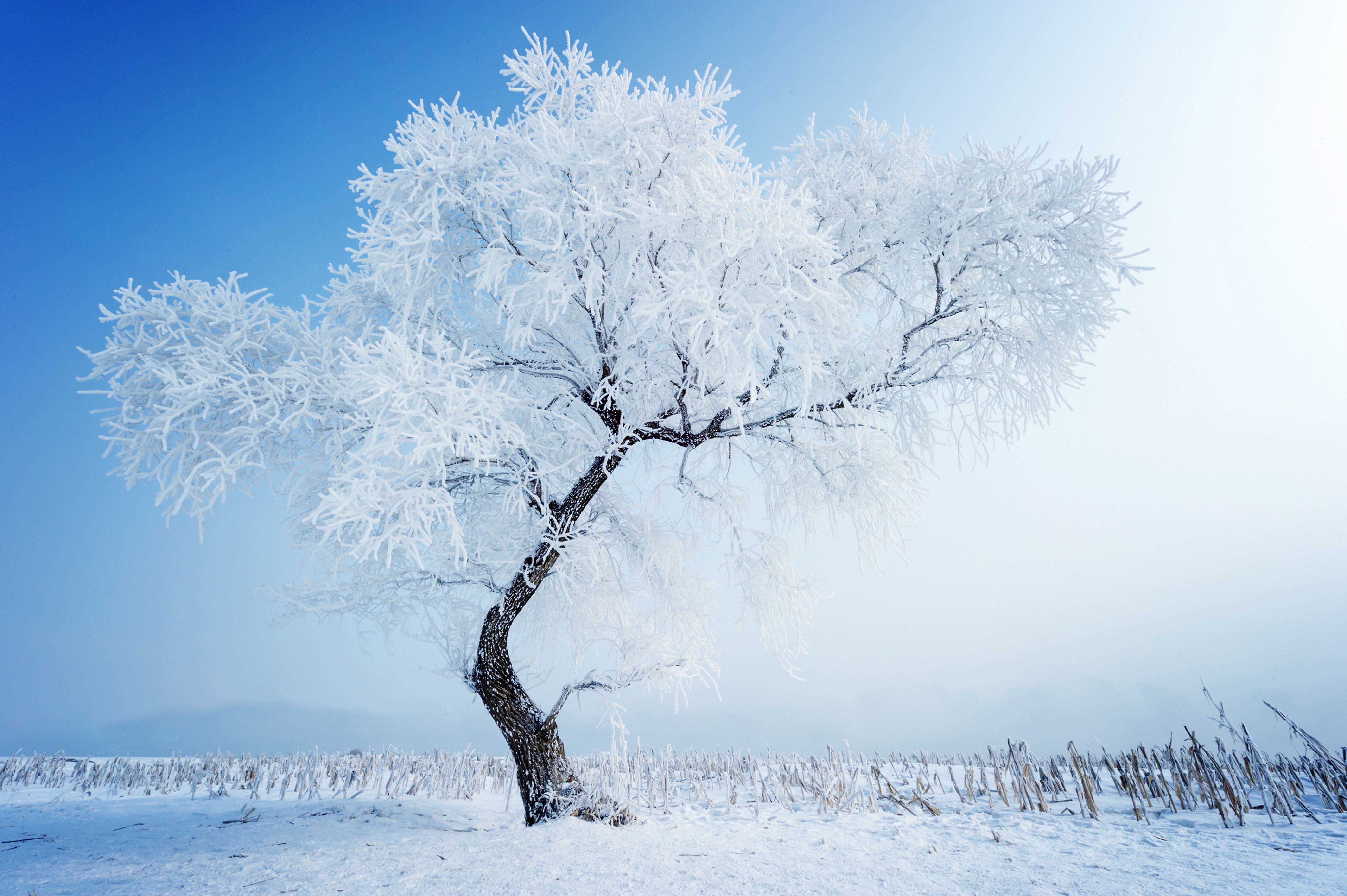 Зима красивые деревья. Зимнее дерево. Деревья в снегу. Иней на деревьях. Заснеженные деревья.